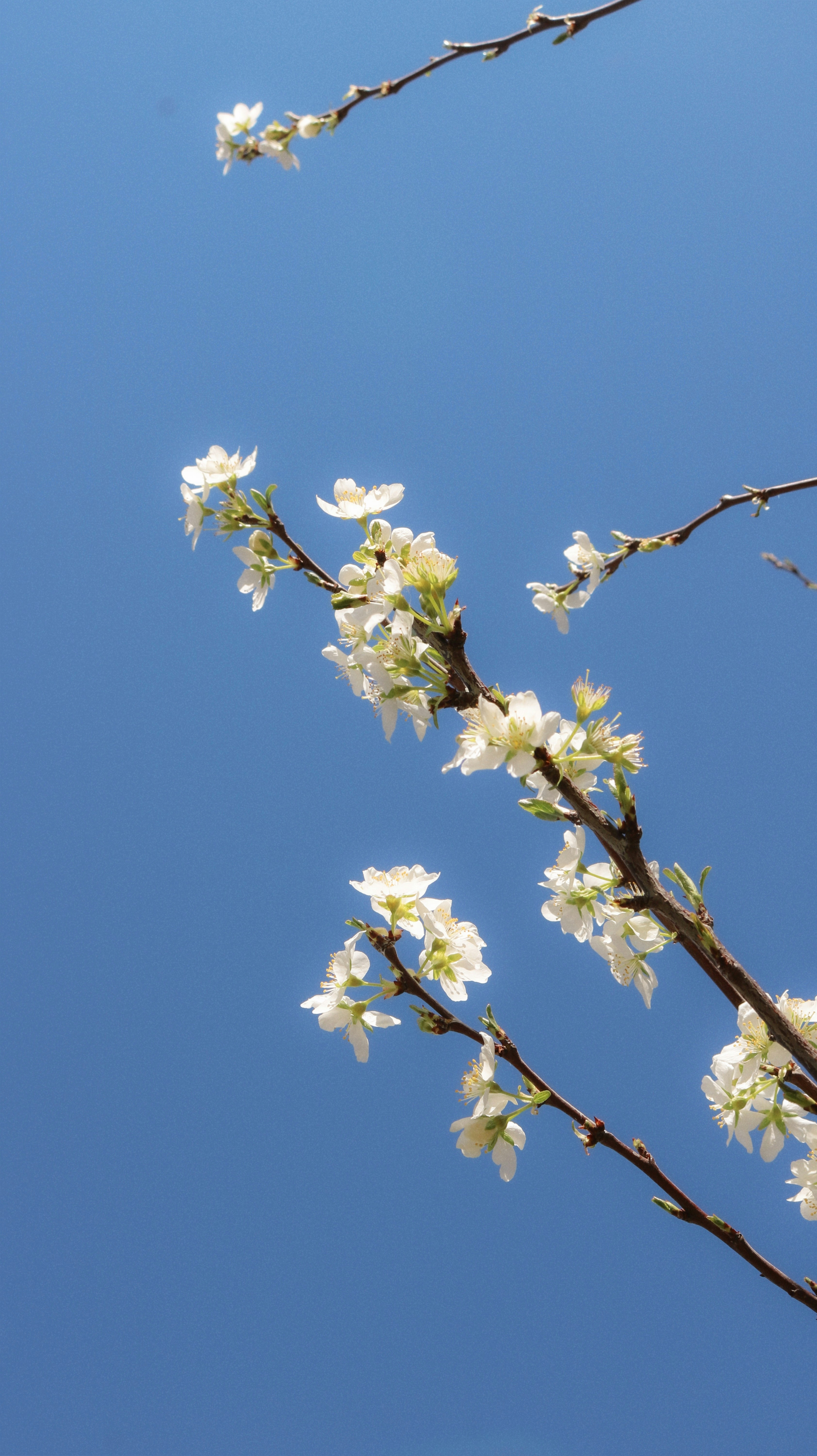 a tree branch with white flowers against a blue sky
