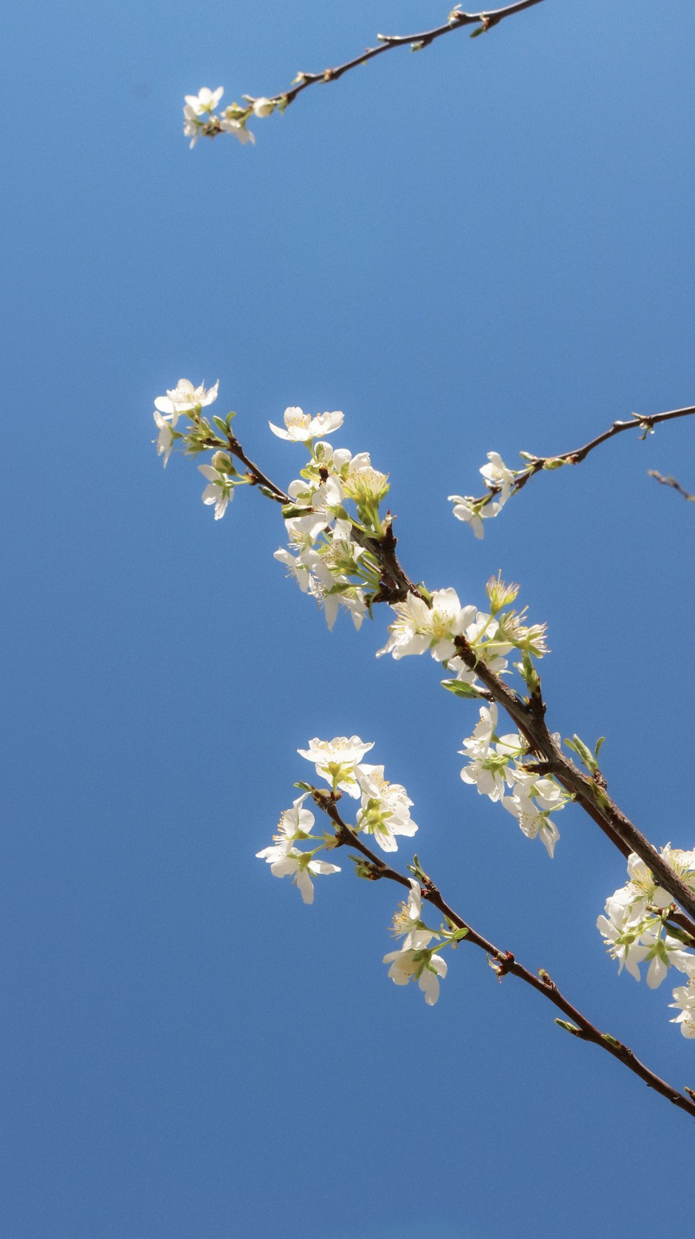 a tree branch with white flowers against a blue sky