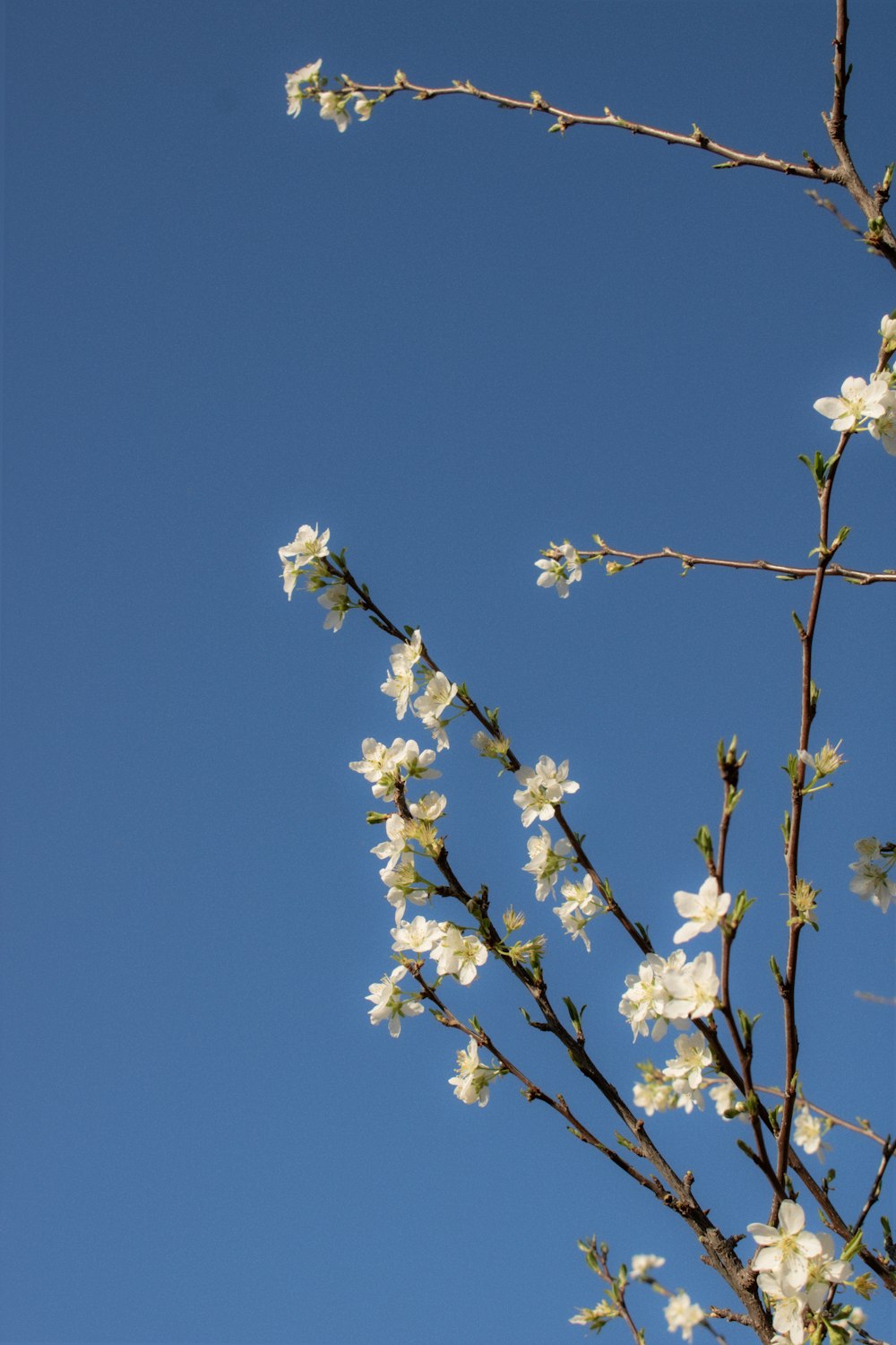 a tree branch with white flowers against a blue sky