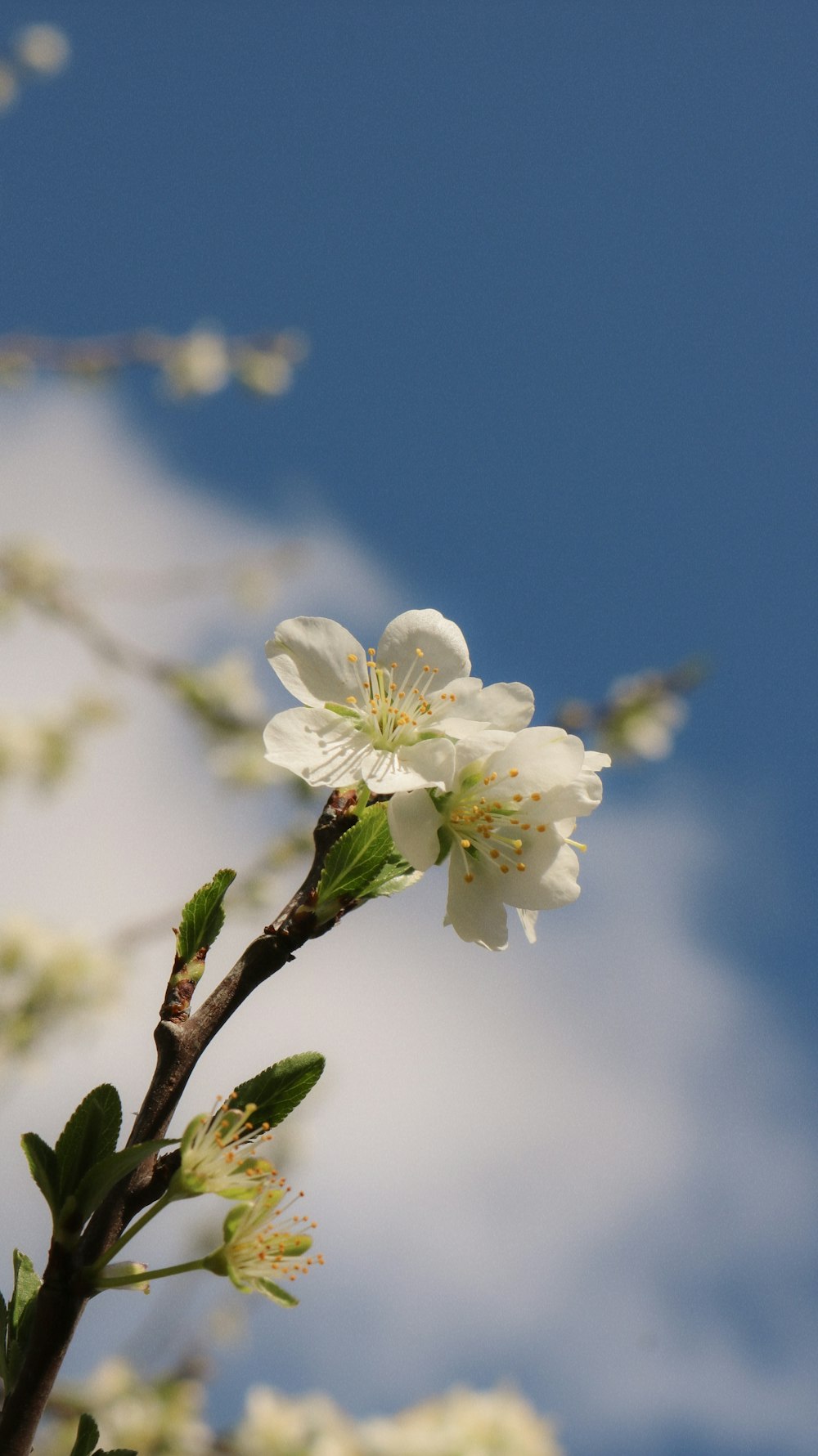 a branch with white flowers against a blue sky