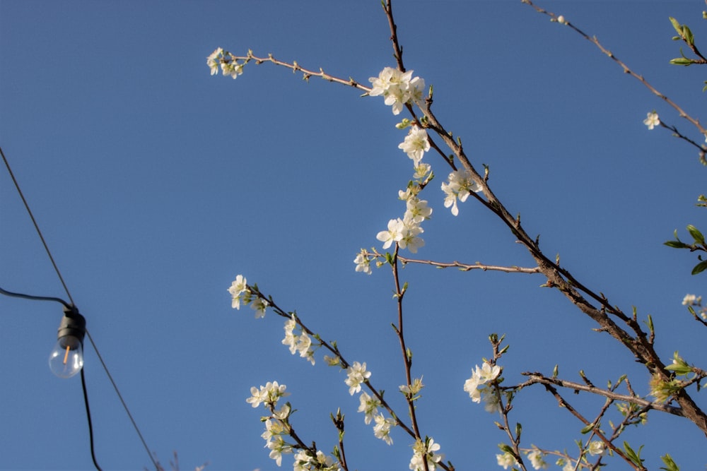 a tree branch with white flowers against a blue sky