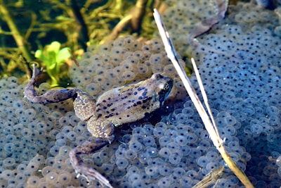 A frog with mottled skin sits amidst a large cluster of frog eggs submerged in water. The water plants and some sticks or branches can be seen around, adding to the natural environment.