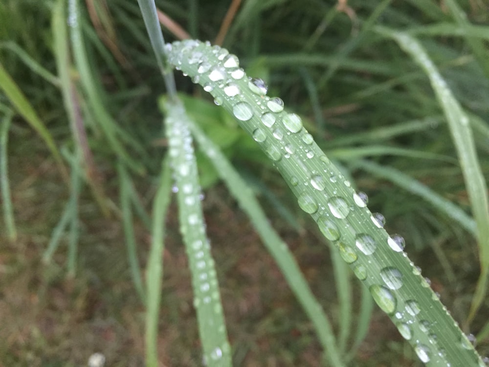 a close up of a plant with water droplets on it