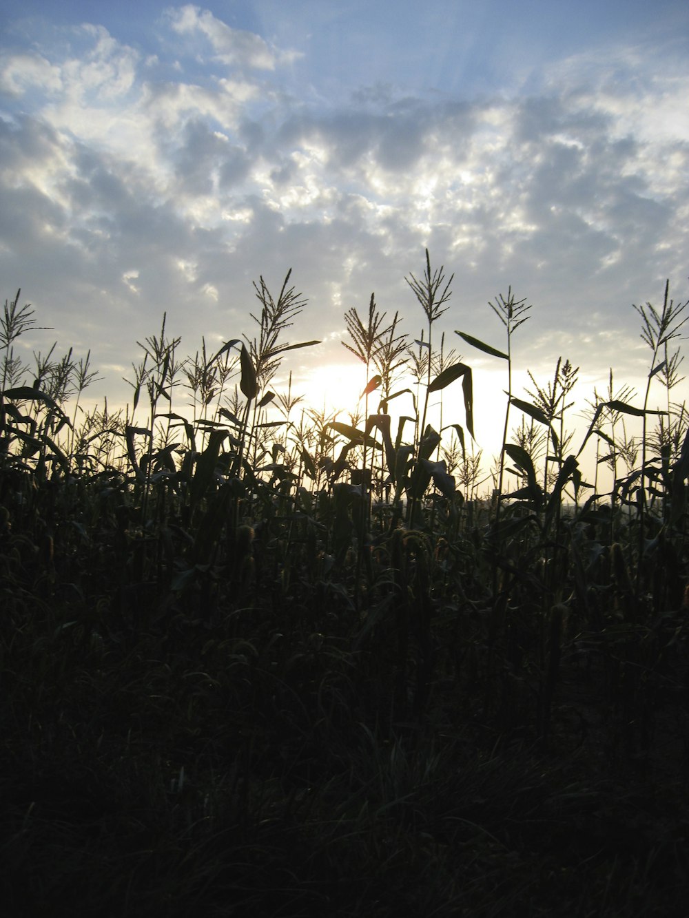 the sun is setting over a corn field