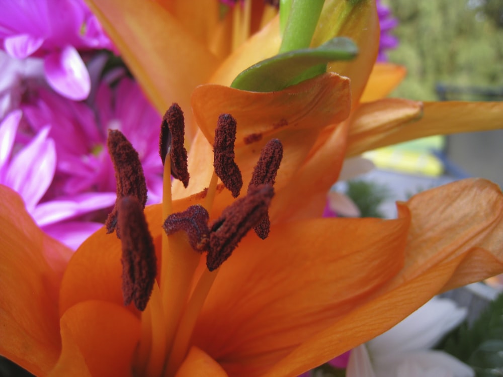 a close up of an orange and purple flower