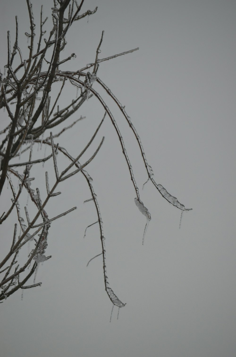 a tree with no leaves in the snow