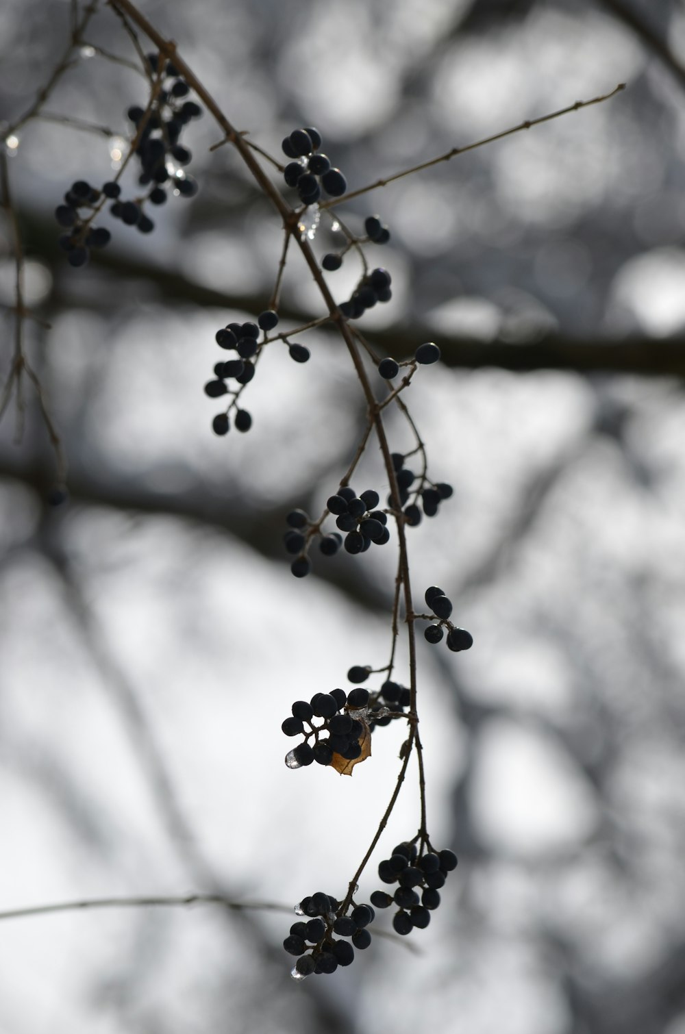 a branch with small black berries hanging from it