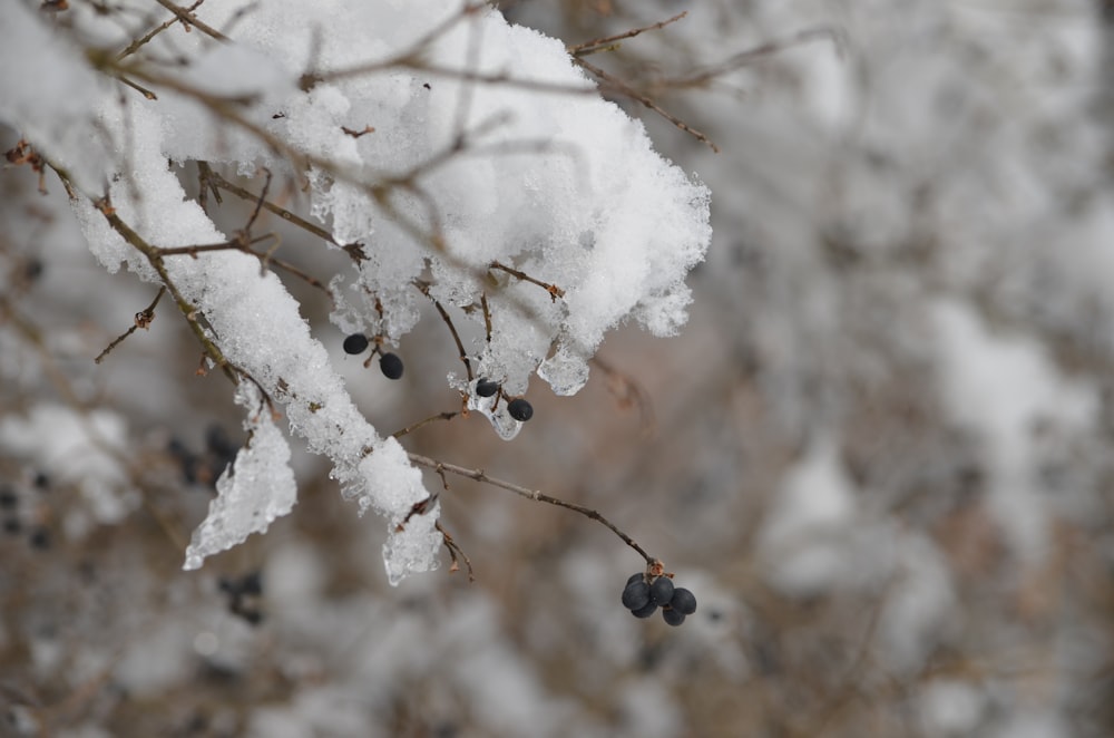 a bunch of snow on a tree branch