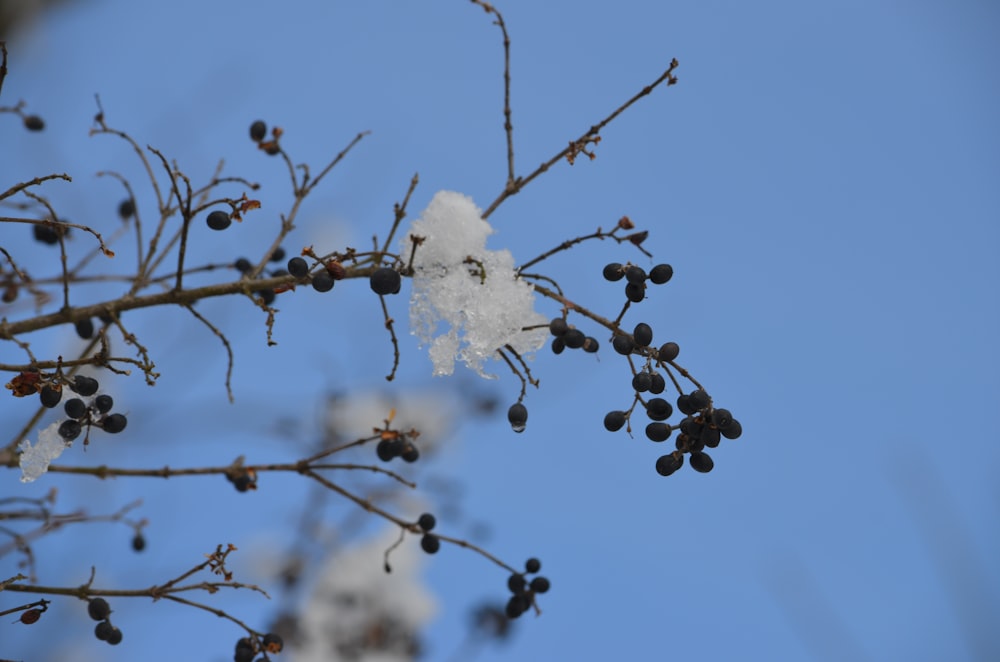 a branch with berries and snow on it