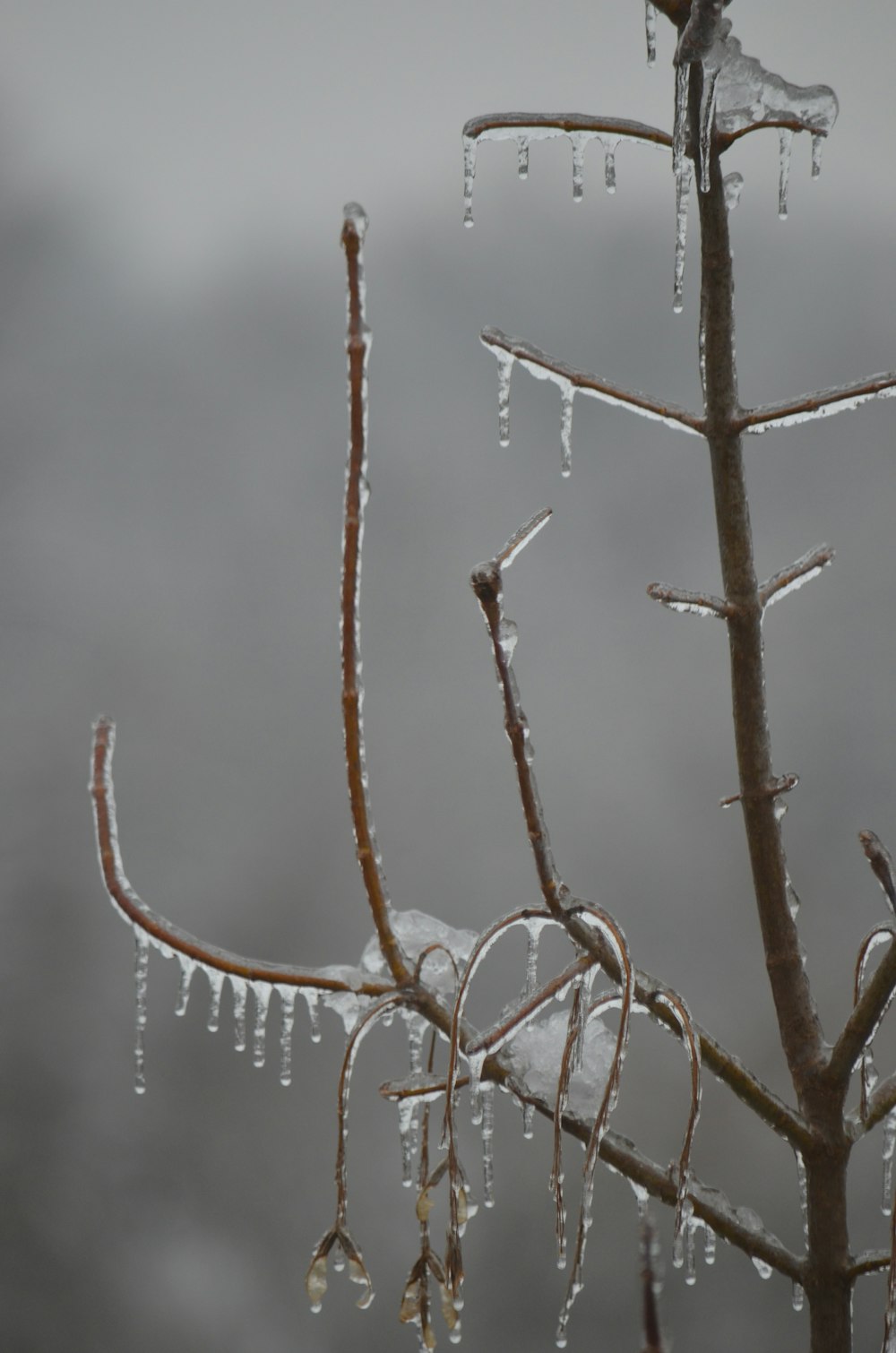 a tree branch with ice hanging from it's branches