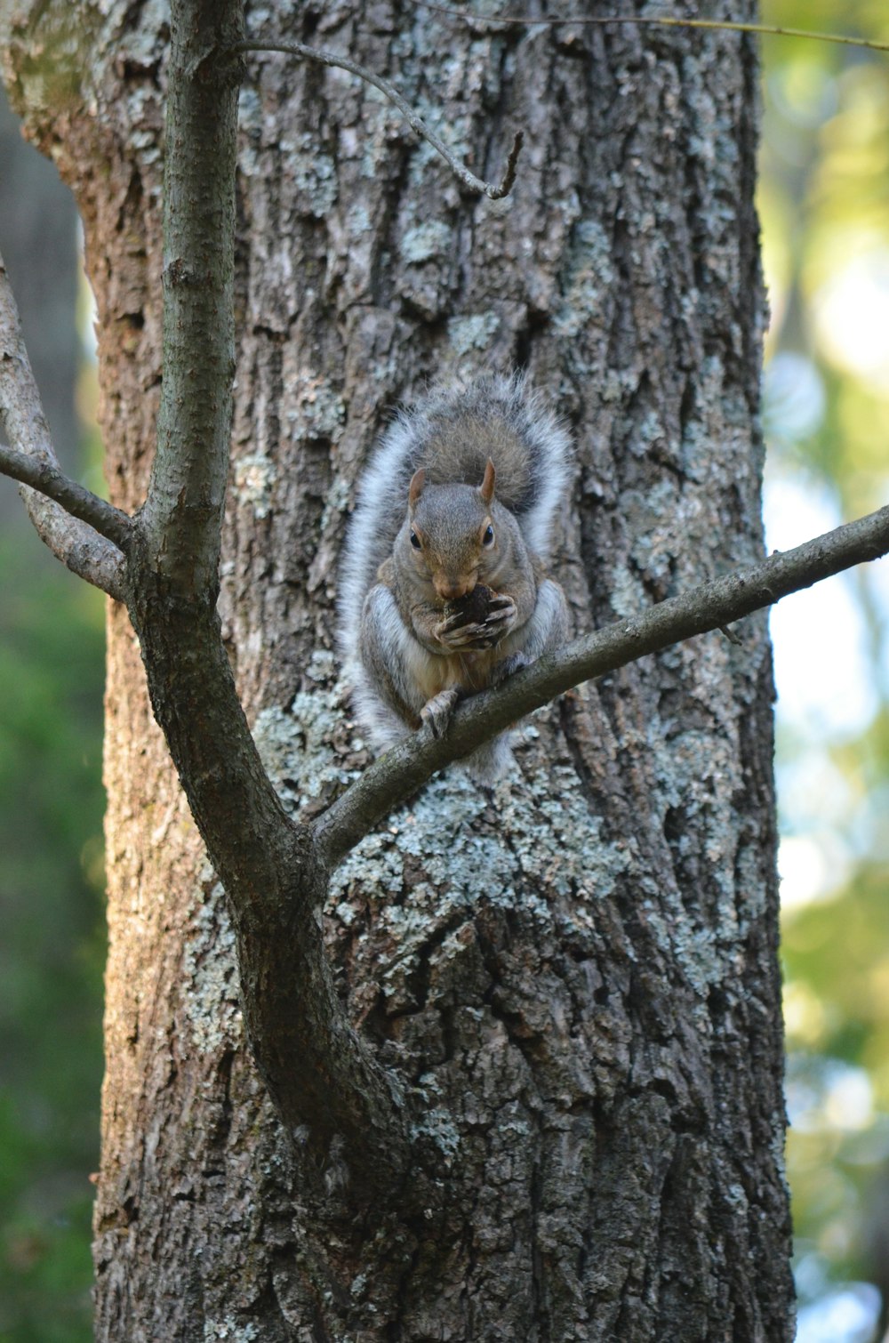 a squirrel is sitting on a tree branch