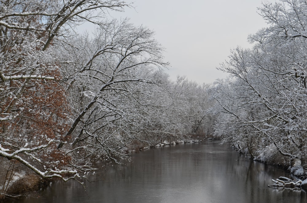 a body of water surrounded by trees covered in snow