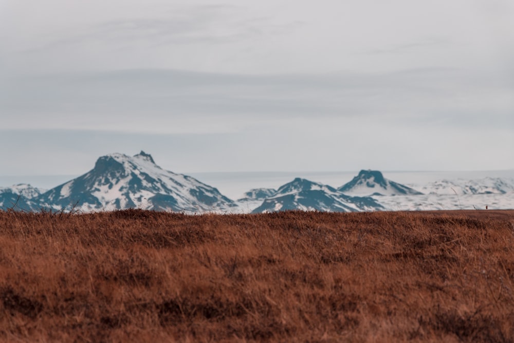 a horse standing in a field with mountains in the background