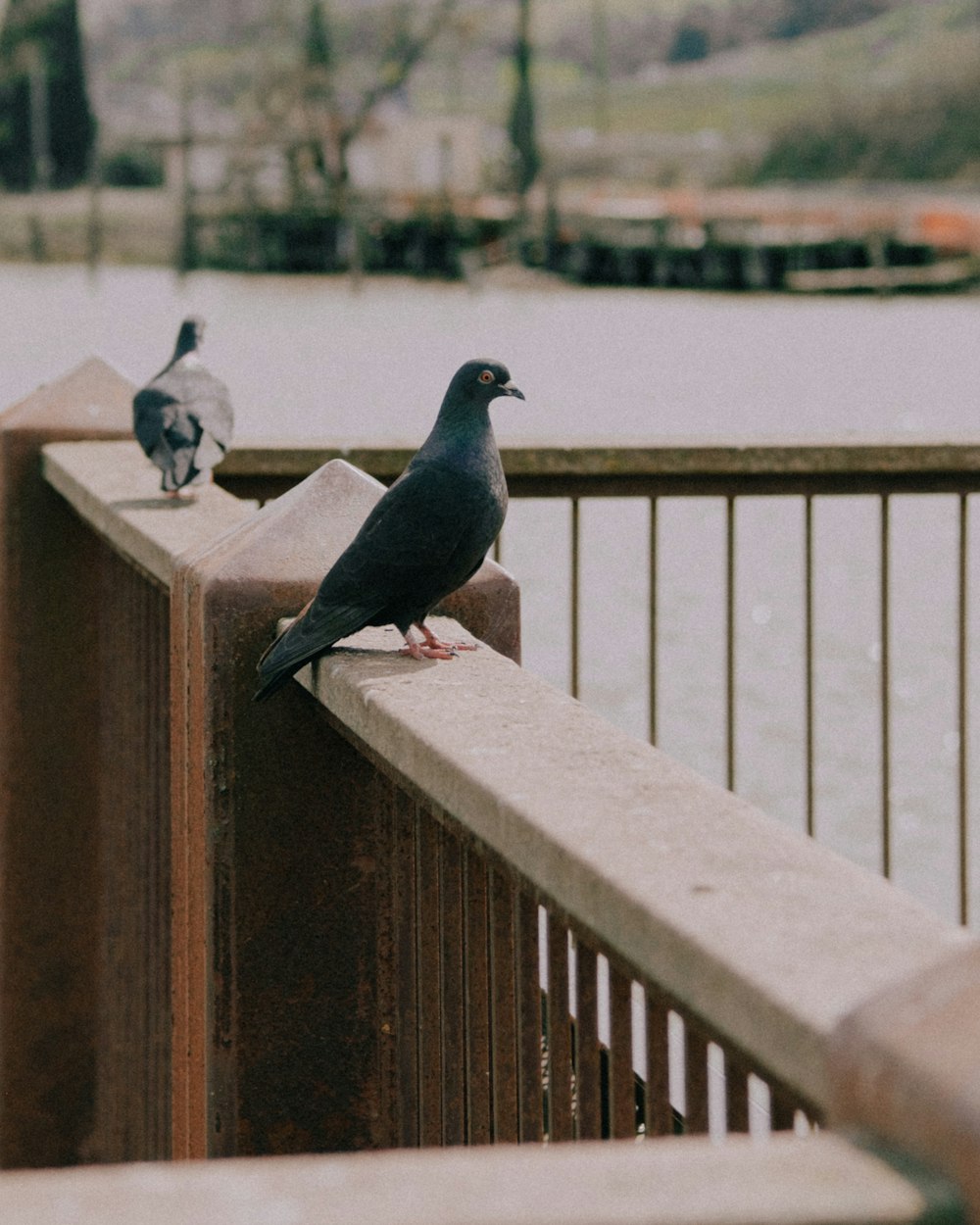 Un paio di uccelli che sono seduti su una recinzione