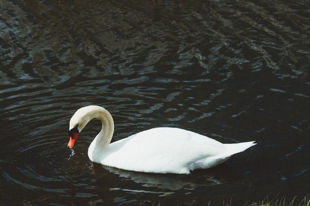 a white swan swimming on top of a body of water