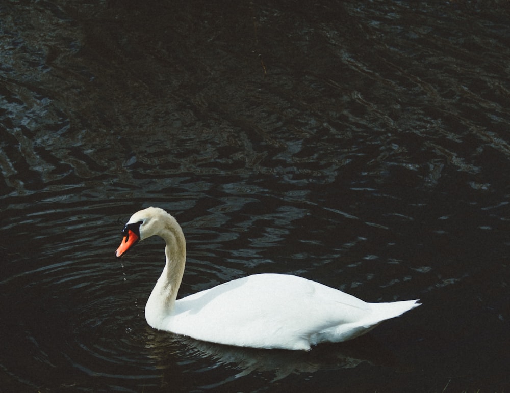 a white swan floating on top of a body of water