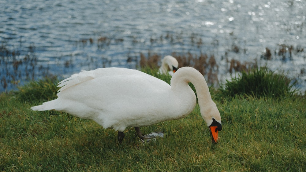 a white swan standing on top of a lush green field