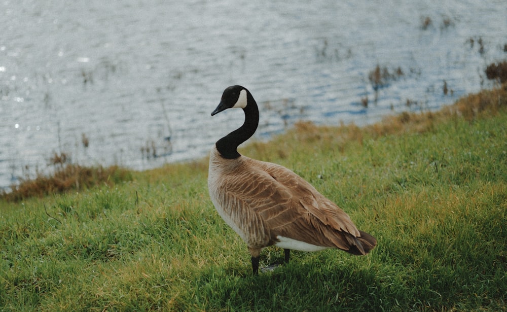 a goose is standing in the grass near the water