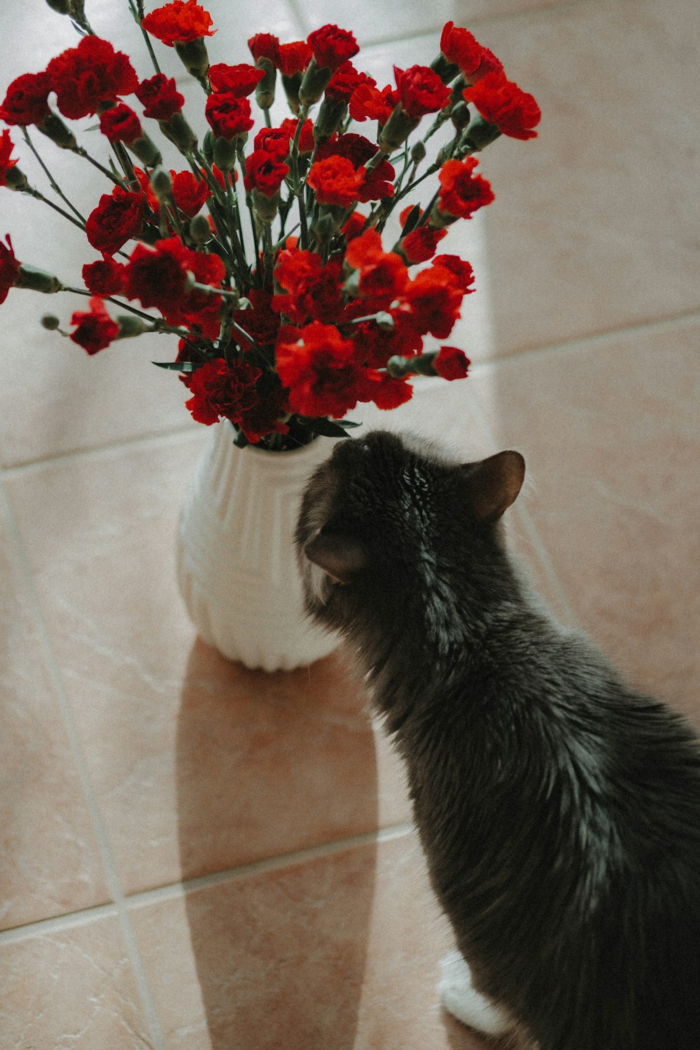 a cat sniffing a vase with red flowers in it