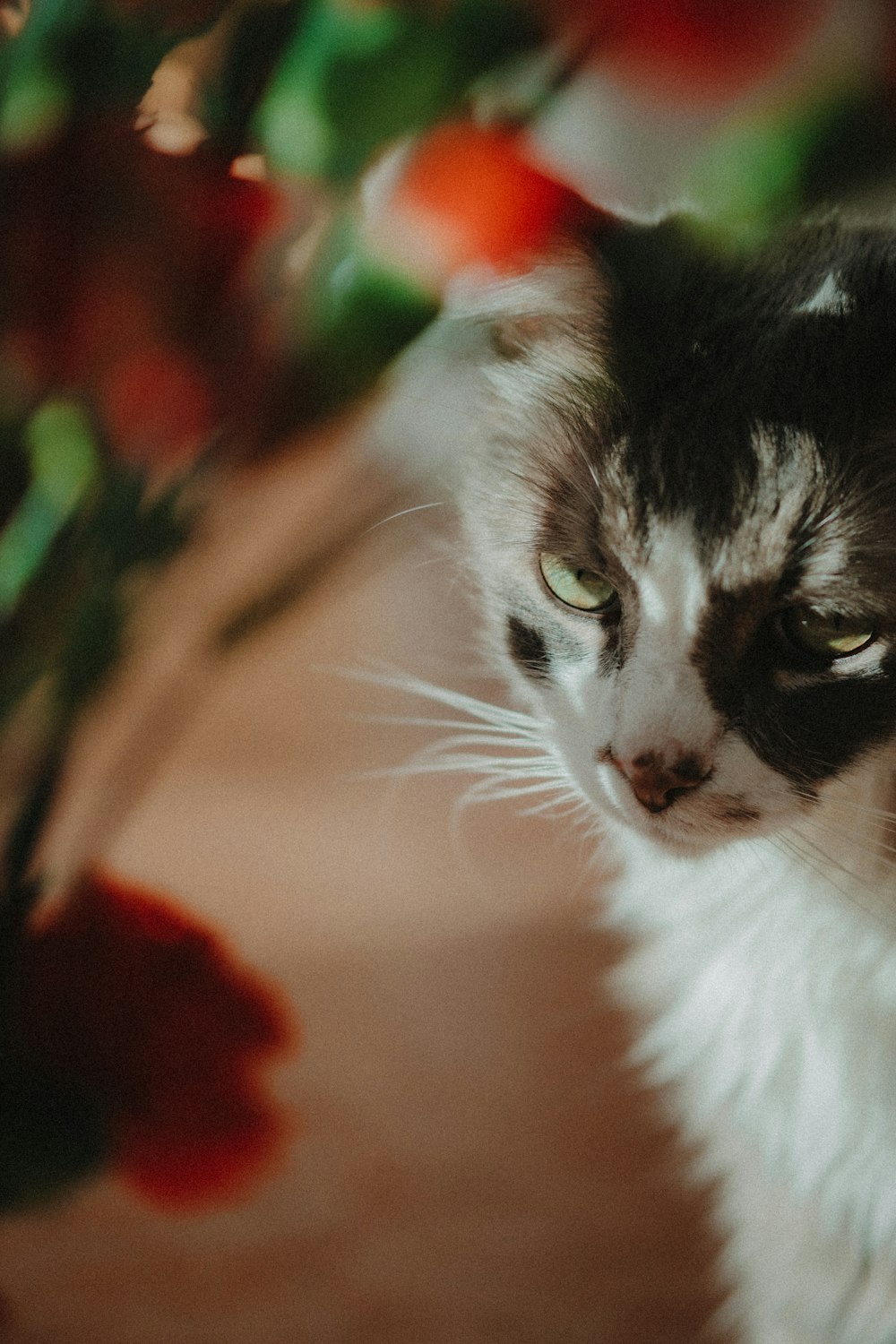 a close up of a cat near a plant