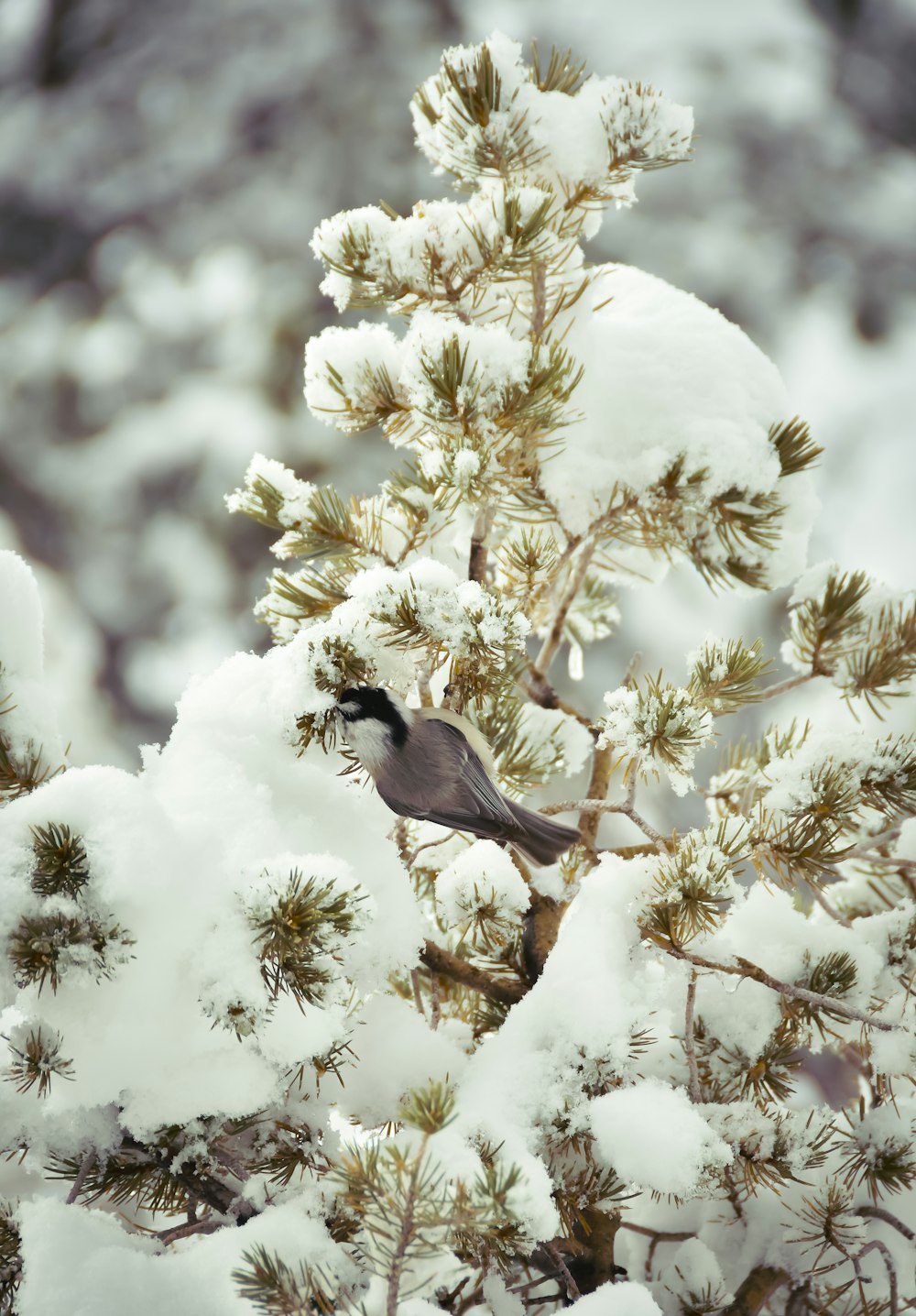 a small bird perched on top of a pine tree covered in snow