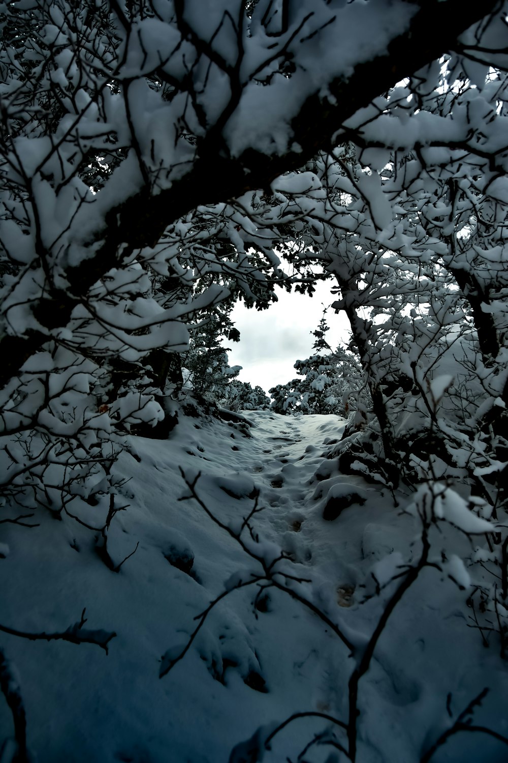 a view of a snowy path through some trees