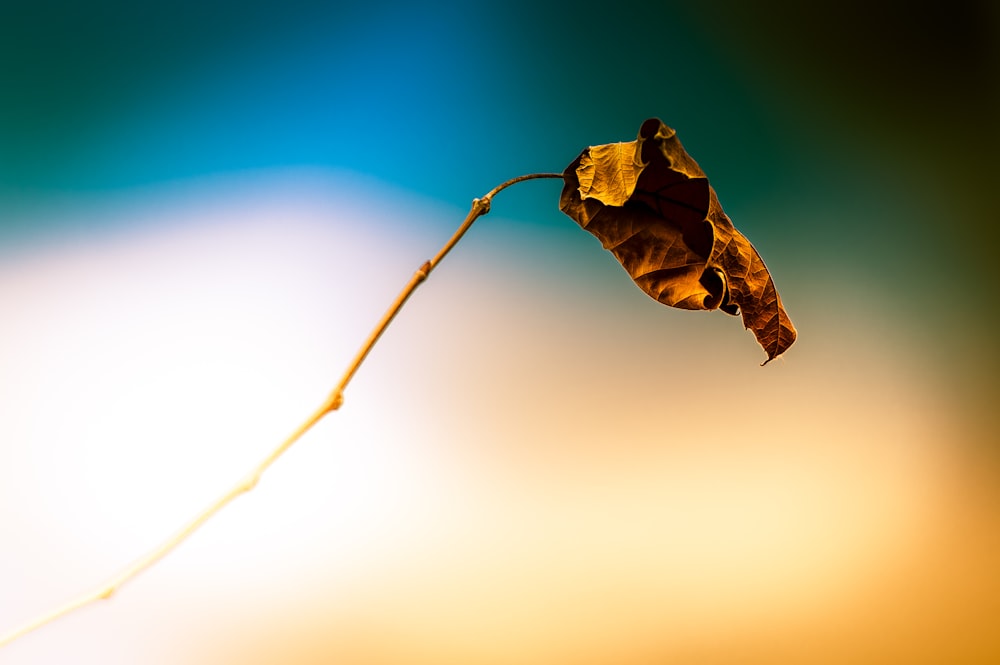 a single leaf is hanging from a twig