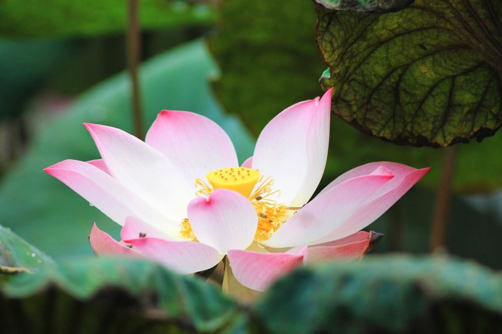 a pink and white flower with green leaves in the background