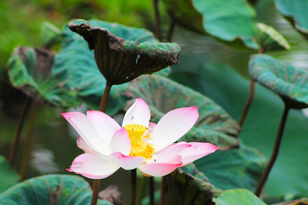 a pink and white flower sitting on top of a lush green field