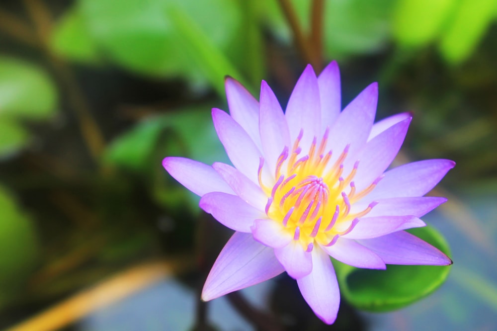 緑の葉に囲まれた黄色い中心を持つ紫色の花