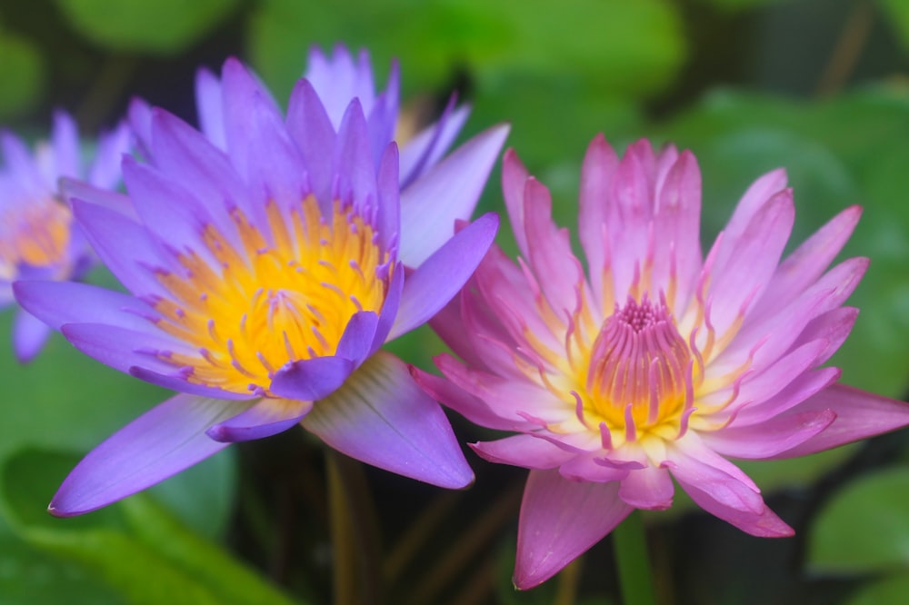 a couple of purple flowers sitting on top of a lush green field