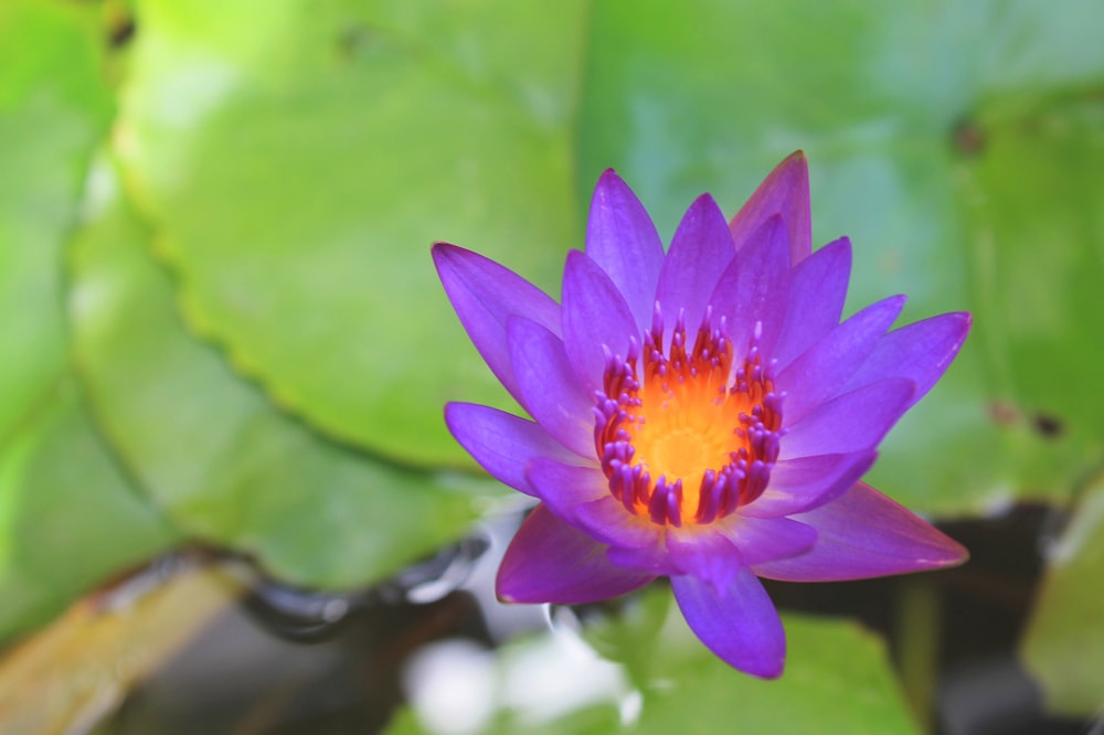 緑の葉に囲まれた黄色い中心を持つ紫色の花