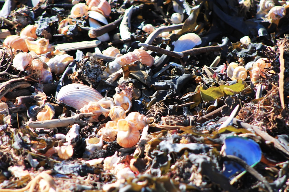 a bunch of sea shells on the ground