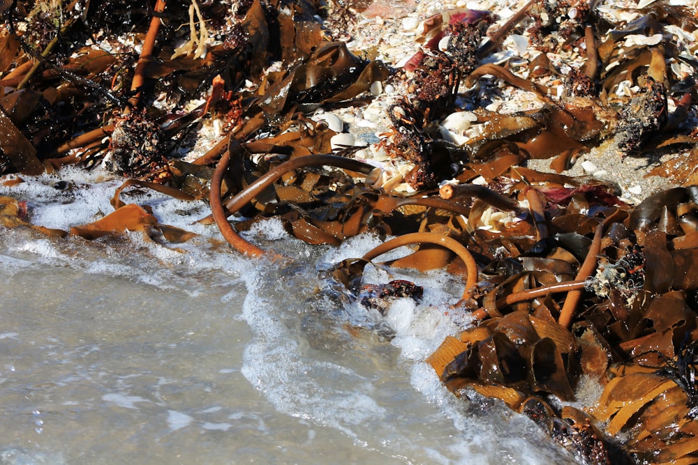 a bunch of seaweed sitting on top of a beach