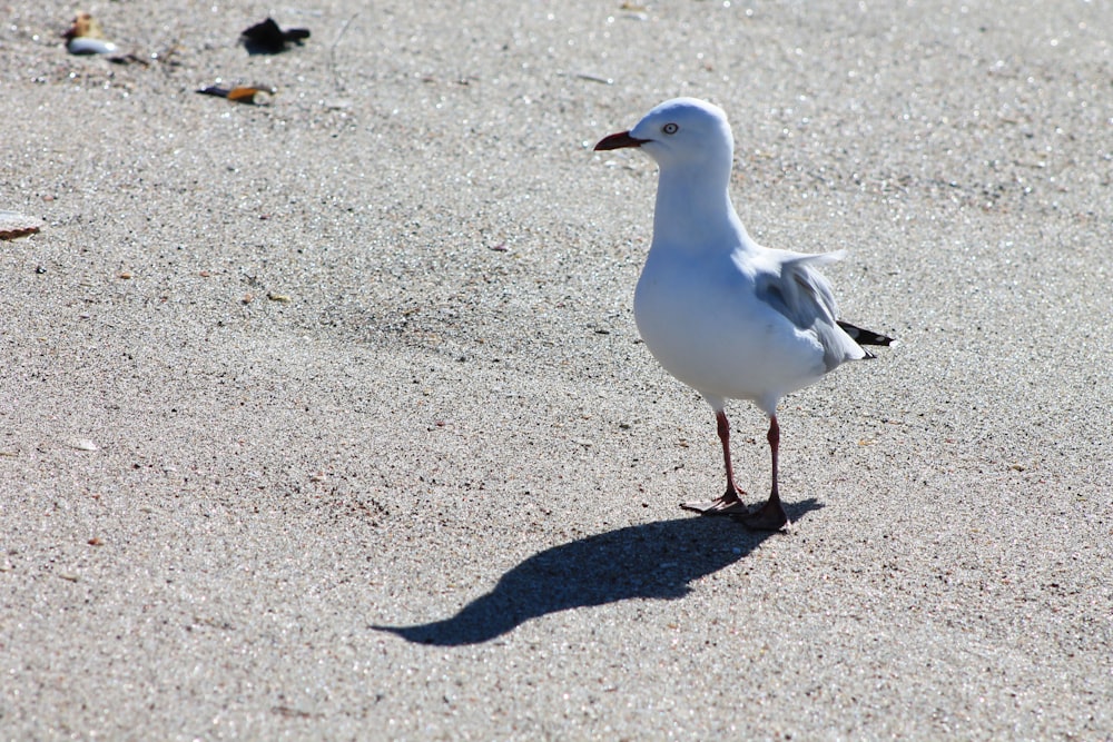 a seagull standing on a sandy beach next to seagulls