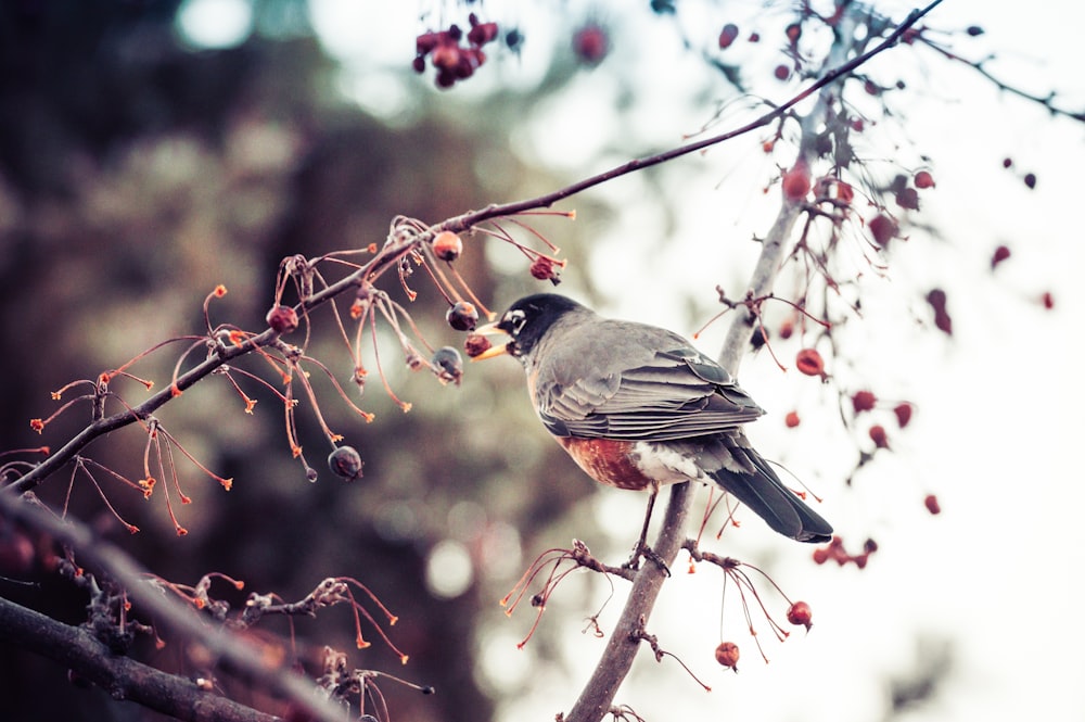 a small bird sitting on a branch of a tree