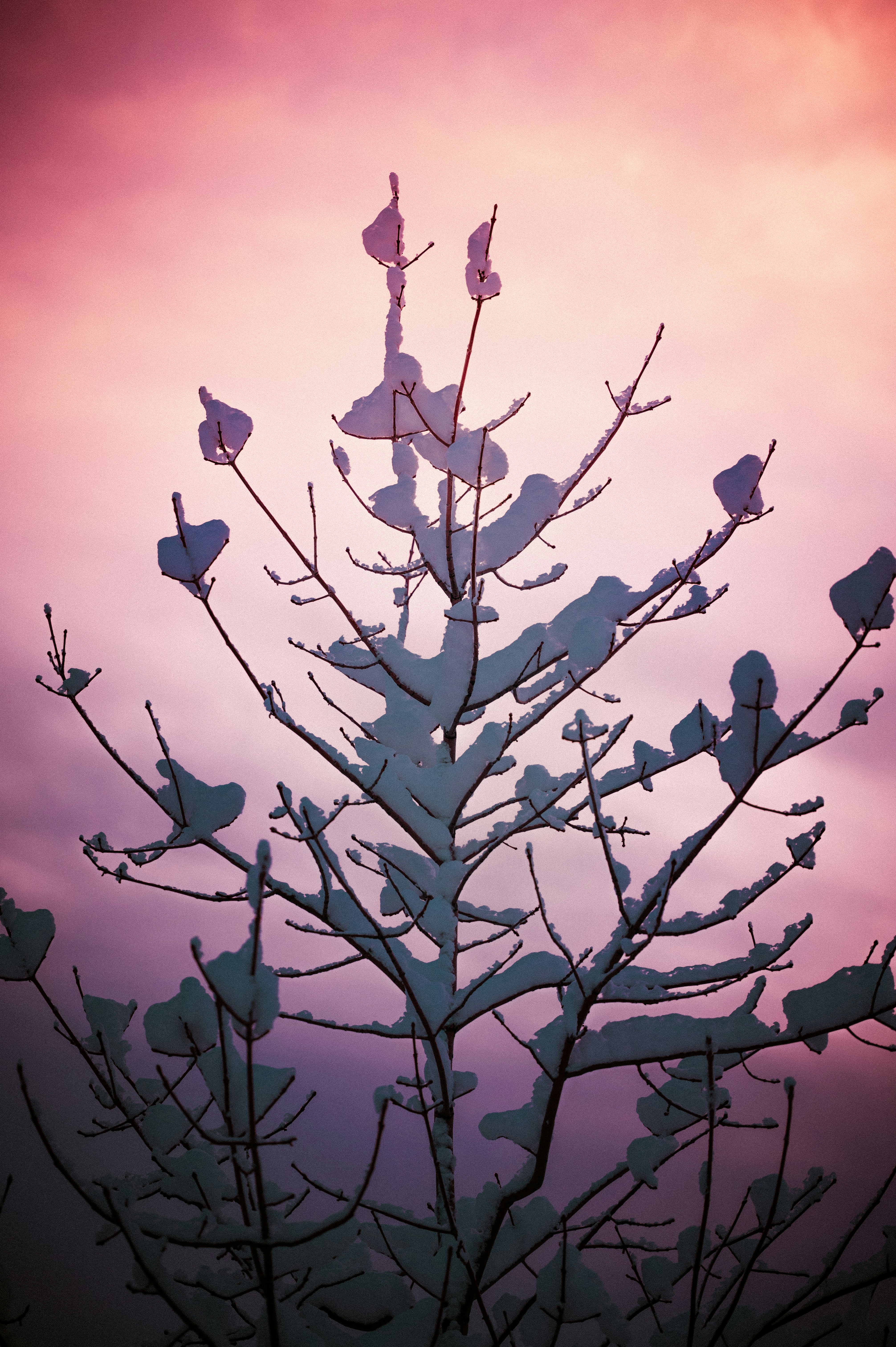 a tree with snow on it in front of a purple sky