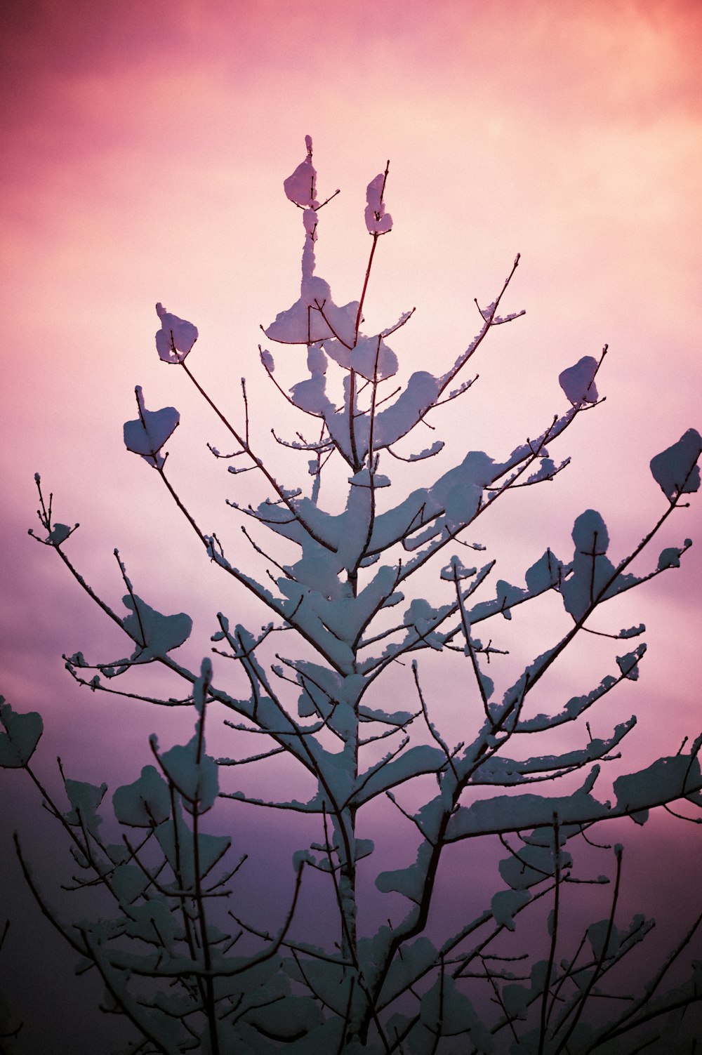 a tree with snow on it in front of a purple sky