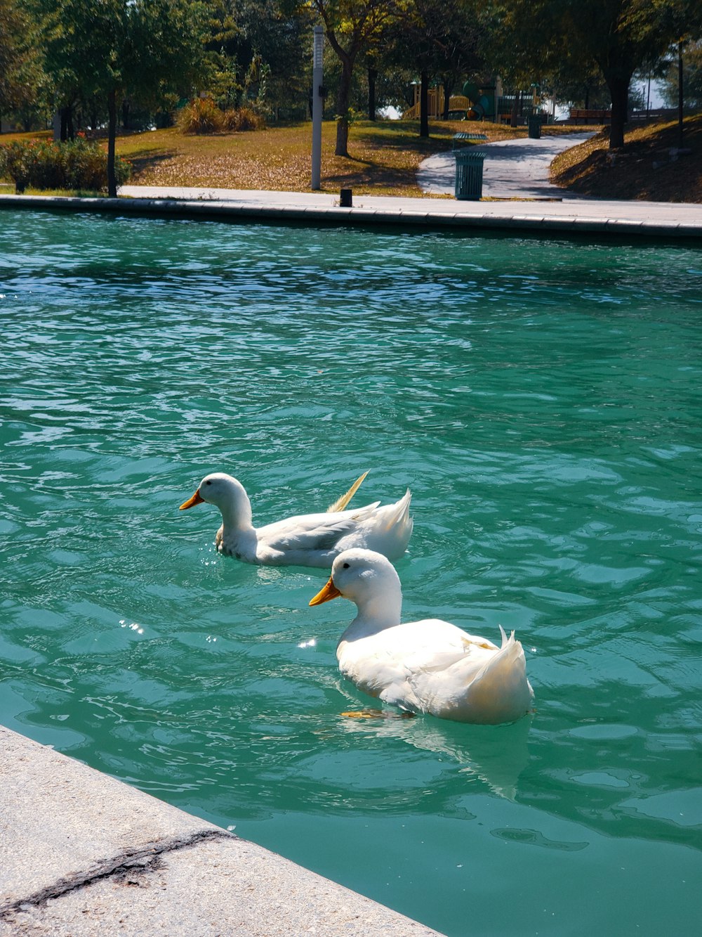 two white ducks swimming in a pool of water