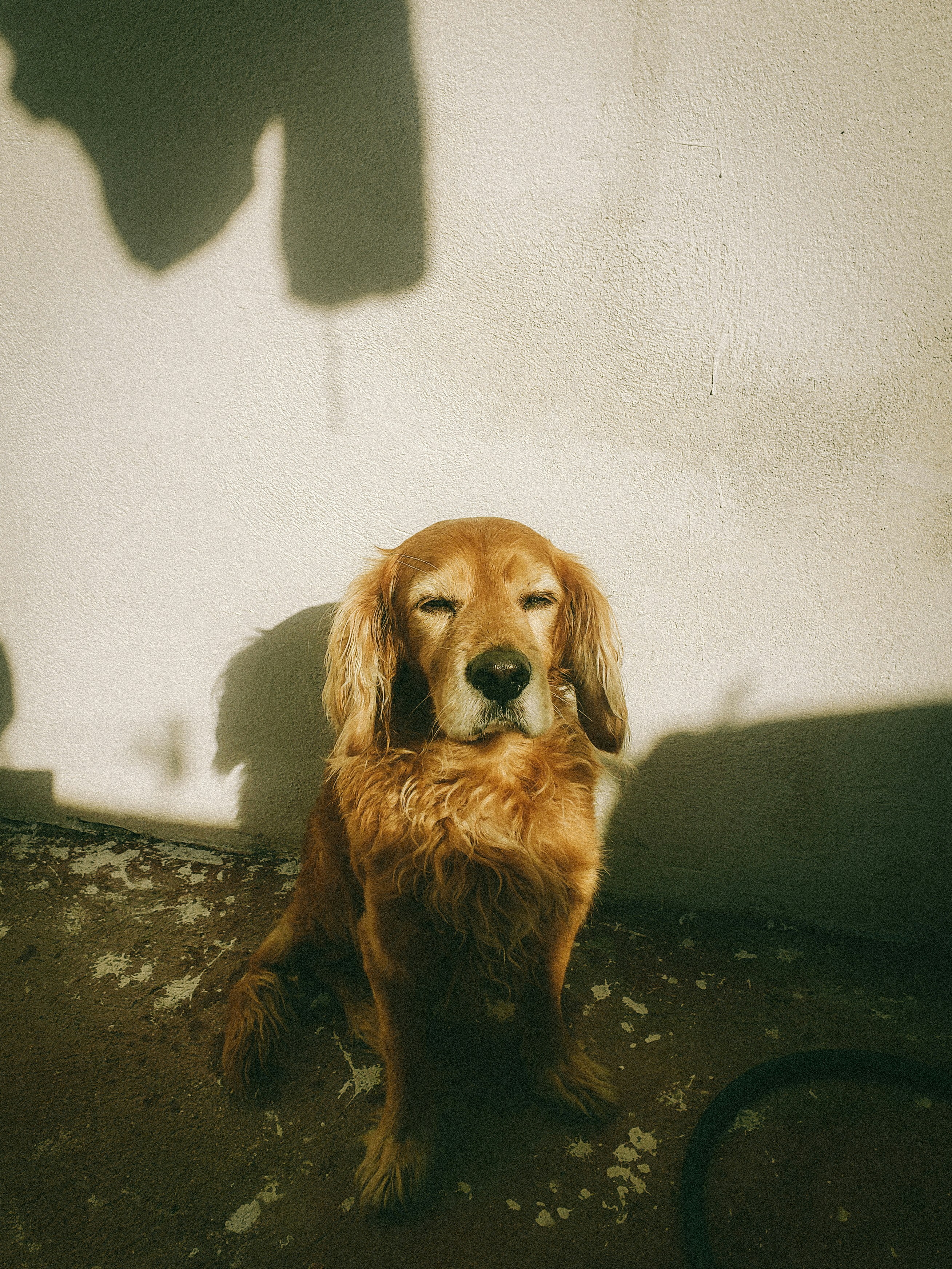 Senior dog visualization