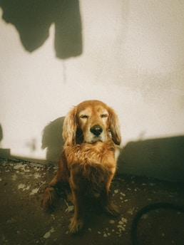 a brown dog sitting next to a white wall
