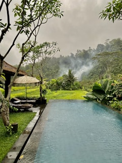 a small pool in a lush green garden