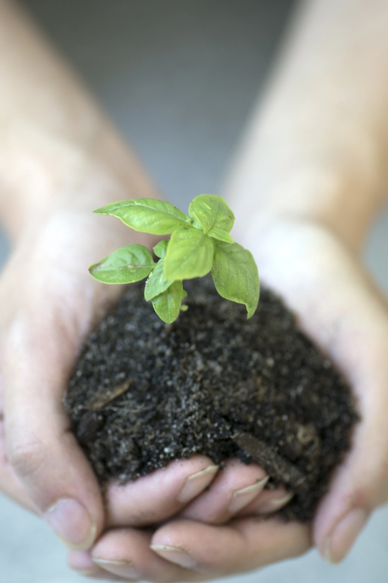 Hands cradling a small green plant — sustainable, lower-carbon