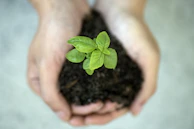 a person holding a plant in their hands