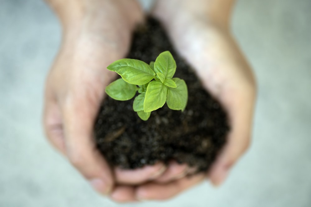 a person holding a plant in their hands