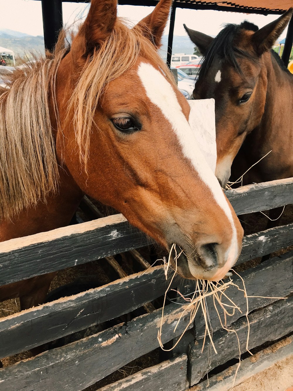 two horses in a pen with hay in their mouths