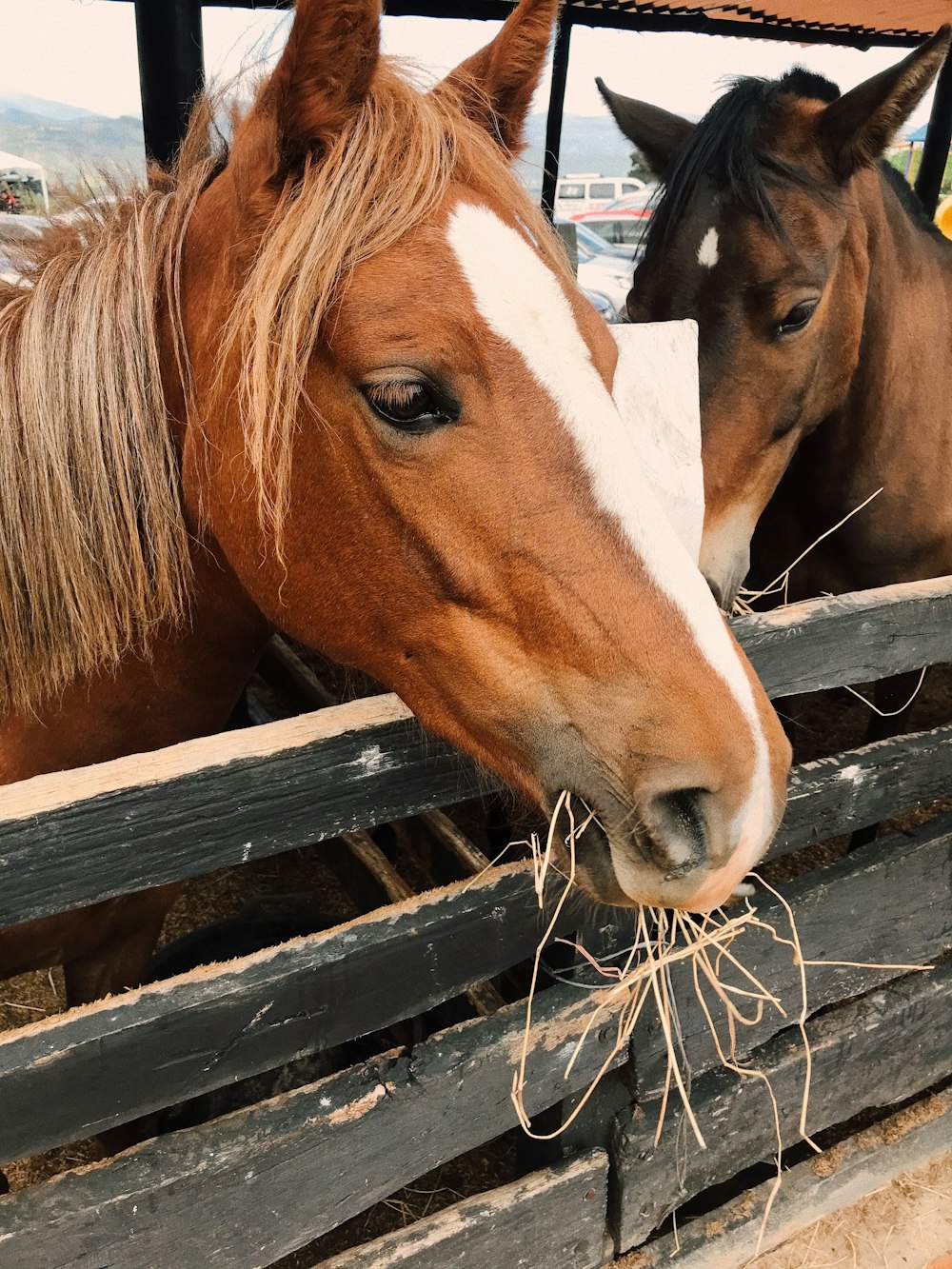 dois cavalos em um curral com feno na boca