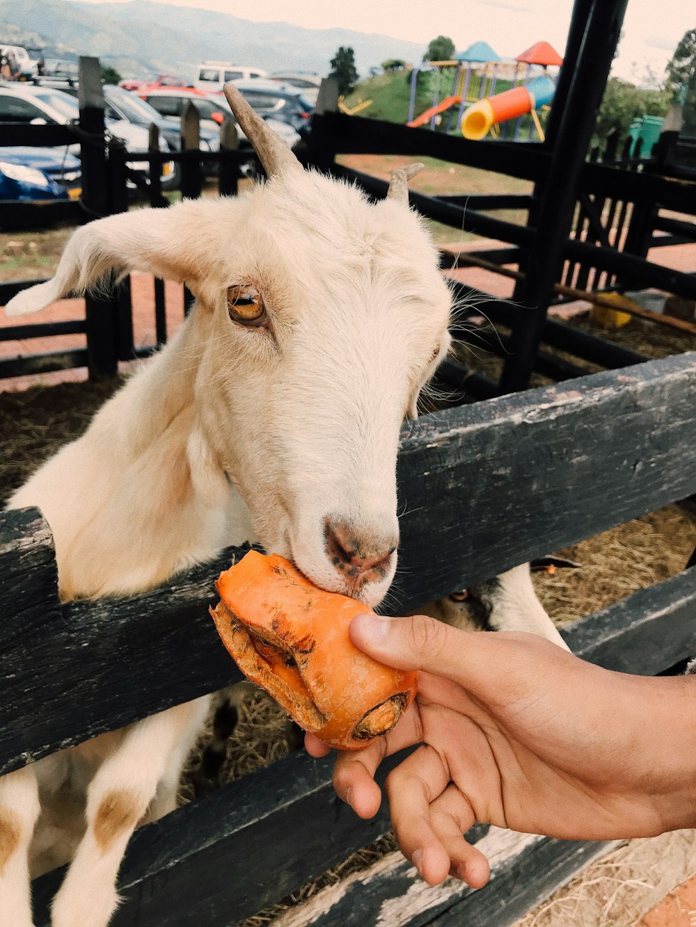 a person feeding a carrot to a goat