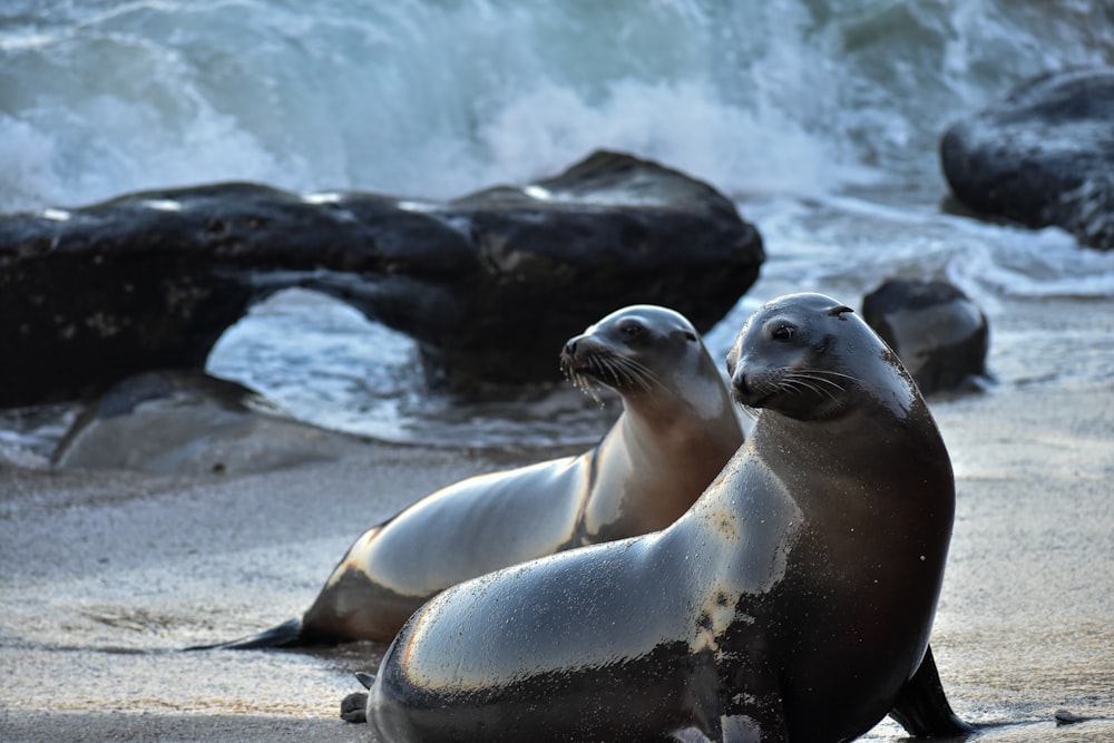 two sea lions sitting on a beach next to the ocean
