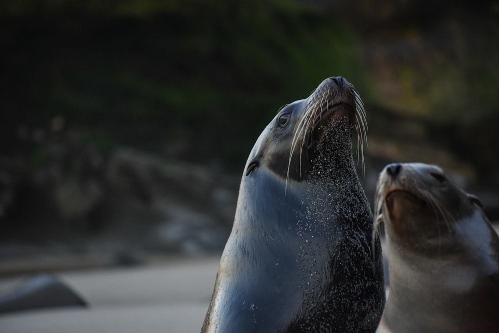 a couple of sea lions standing next to each other